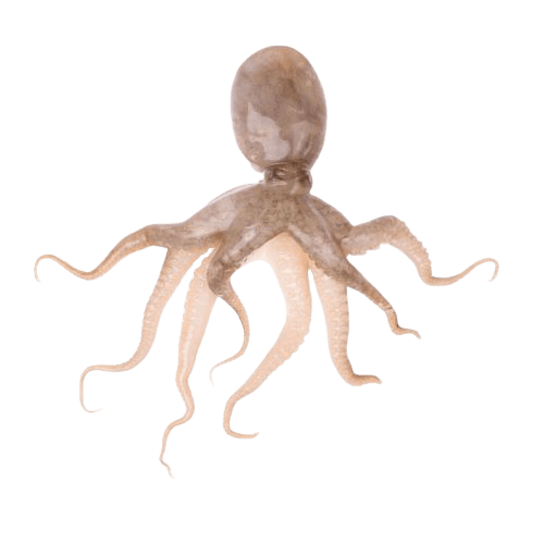 baby_octopus-admin-removebg-preview