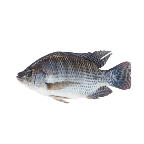 frozen_black_tilapia_-admin-removebg-preview