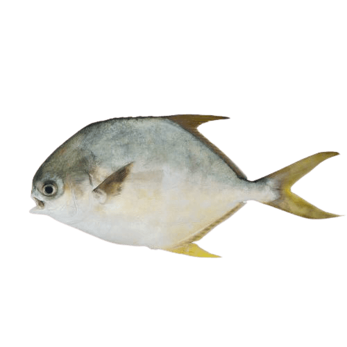 golden_pomfret-admin-removebg-preview