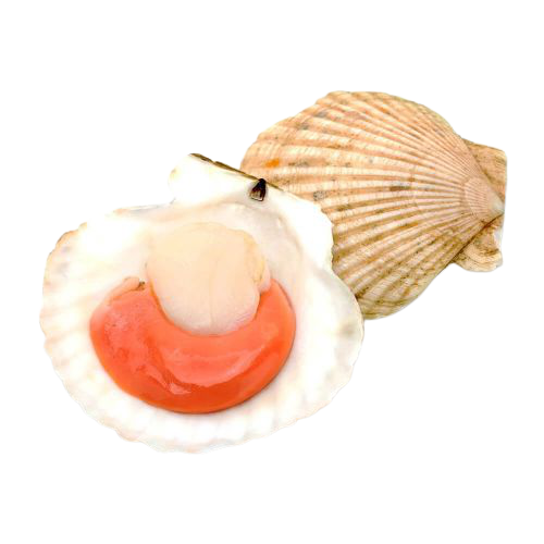 half_shell_scallop_-admin-removebg-preview