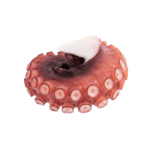 precooked_octopus_tentacle-removebg-preview